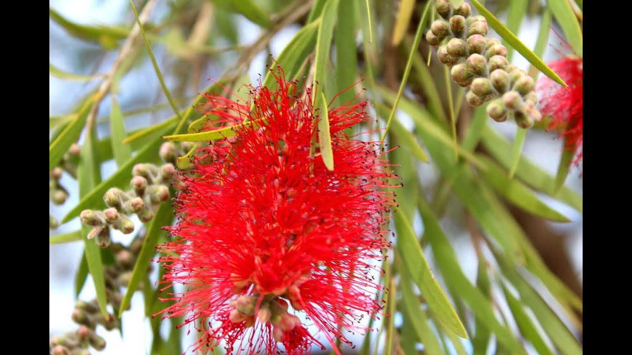 Каллистемон. Черенкование, укоренение | Callistemon