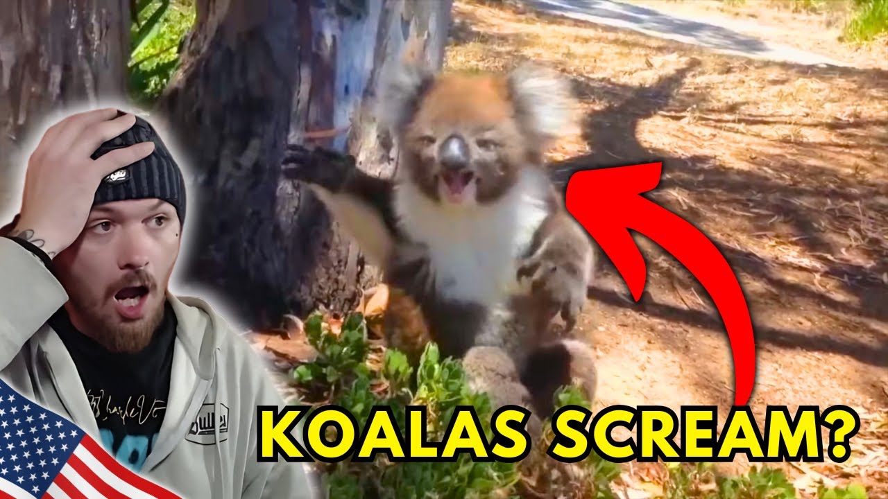 American Reacts to Insane Animal Encounters From Australia DOWN UNDER