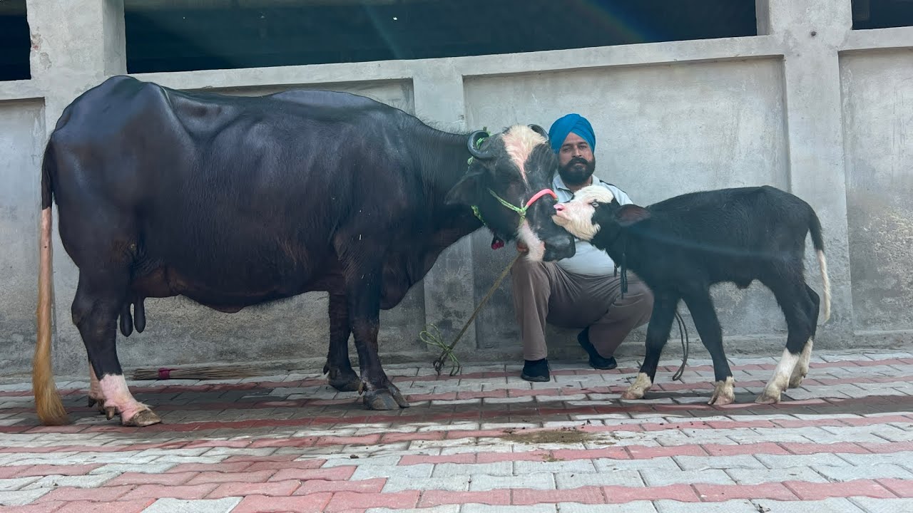 ਹਰਵੇਲ ਜੋੜ ਸਿੰਘ ਵਾਲੇ ਕੋਲ 2 ਮੱਝਾਂ ਮੁੱਲ ਜਾਇਜ਼/ਨੀਲੀ ਰਾਵੀ ਕੱਟਾ/ਇਕ ਵੱਛੀ ਵਿਕਾਊ/ ਪੱਟੀ ਤਰਨਤਾਰਨ 