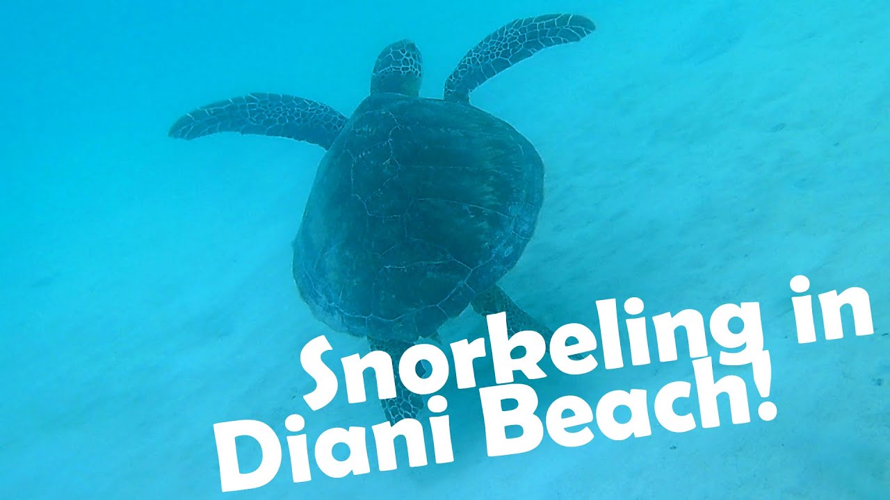 Kenya Safari 2022 | Snorkeling and Relaxation in Diani Beach | Diani Beach