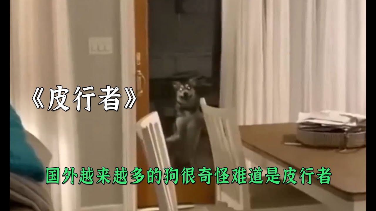 國外越來越多的狗很奇怪難道是皮行者