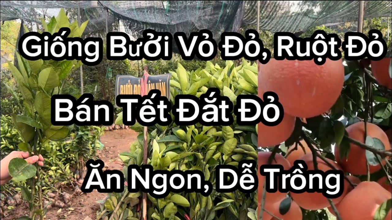 Giống Bưởi Đỏ Vỏ Đỏ ( Ruột Cũng Đỏ ) Bán Tết Đắt Đỏ, Ăn Ngon, Dễ Trồng Không Kén Đất