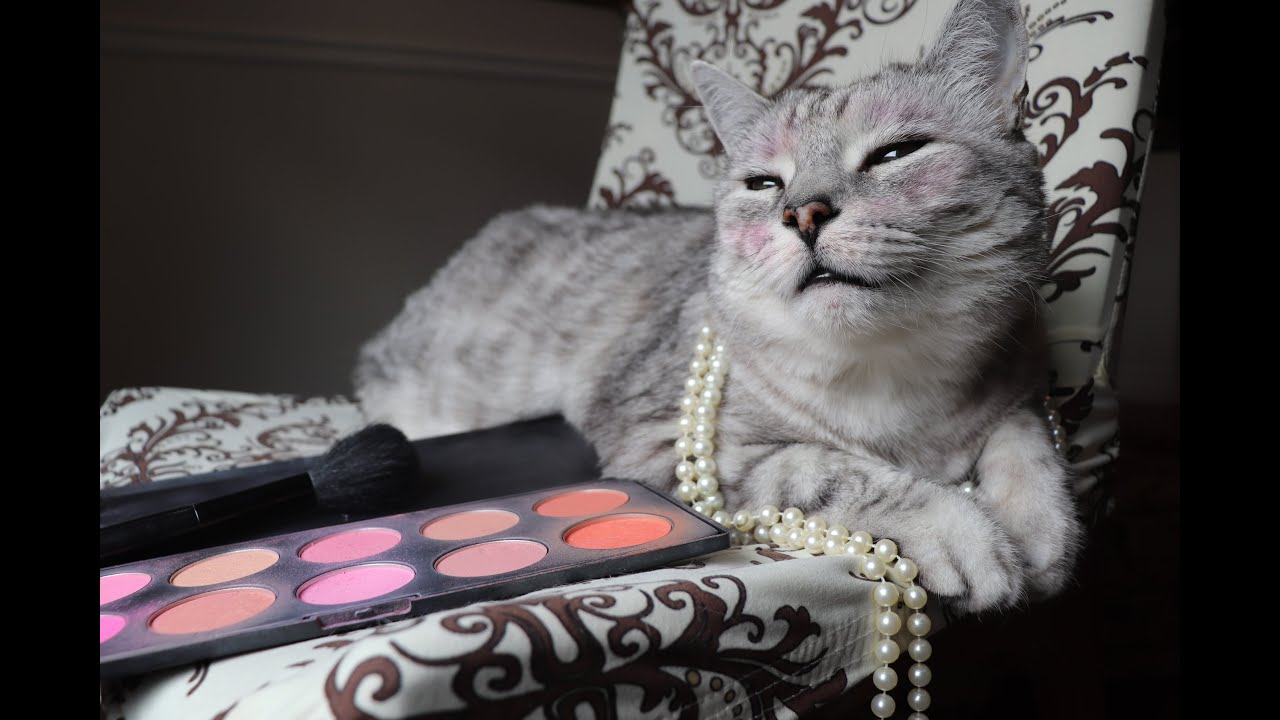Doing My Cat's Makeup ASMR ♡