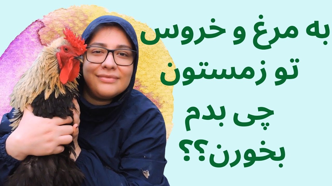 تغذیه مرغ و خروس ها در فصل زمستان | به مرغ هام تو فصل سرما چی بدم که تخم بزارن؟؟