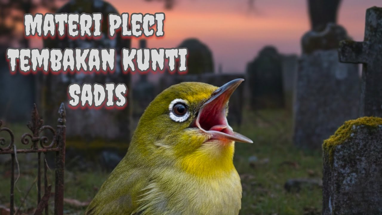 Pleci Auto Konslet! Masteran Tembakan Kunti Durasi Panjang Tanpa Jeda