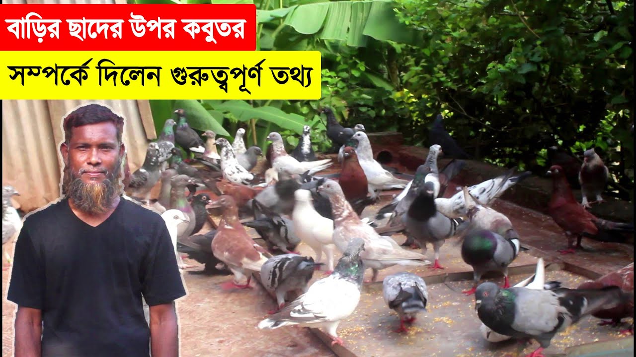 বাড়ির ছাদের উপর কবুতর পালন সম্পর্কে অনেক গুরুত্বপূর্ণ তথ্য দিলেন এই খামারি | BD Pigeon Farm