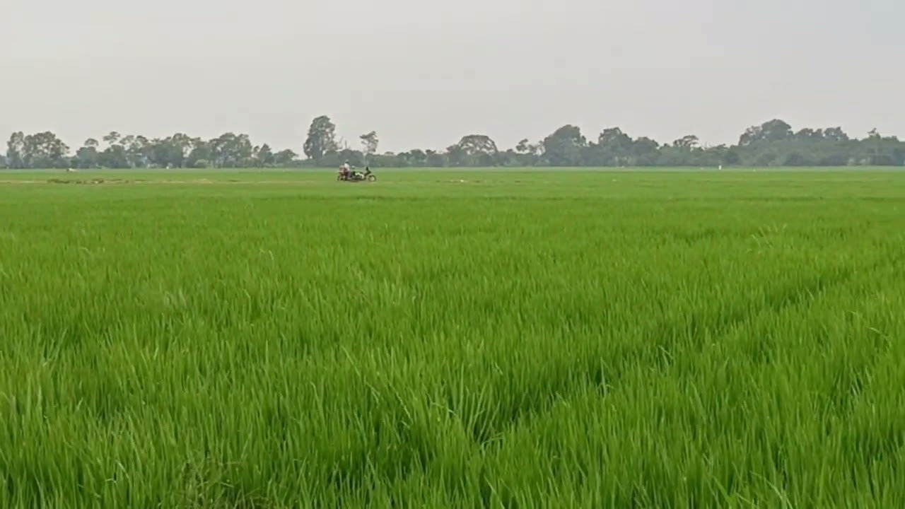 Jika Anda menggelitik bumi dengan cangkul, dia tertawa dengan panen.