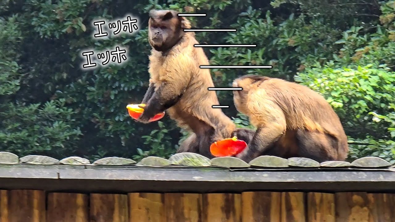 美味しすぎる果物を取られまいと2足歩行で移動するサルが可愛すぎたww【マンゴー】