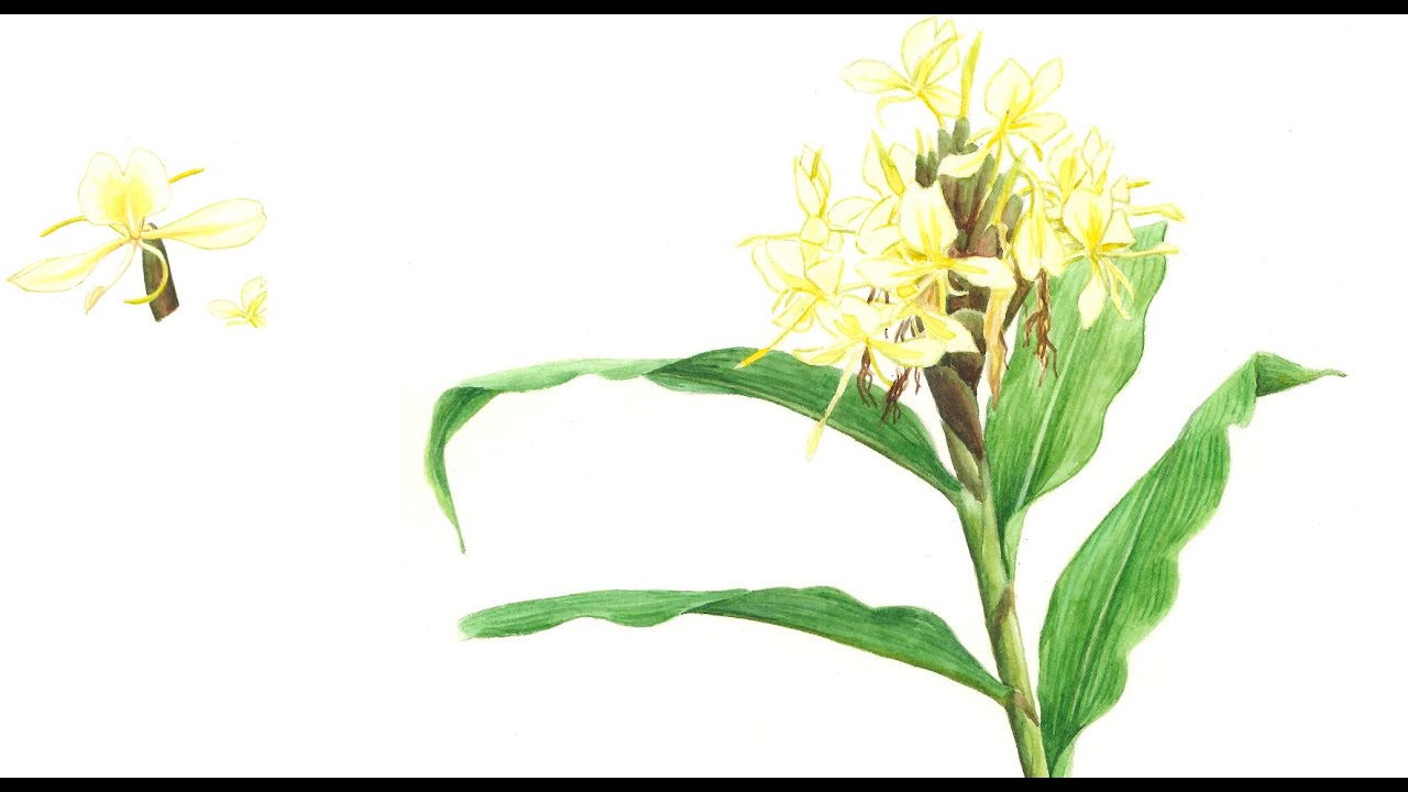 Production communautaire de l'huile essentielle de gingembre papillon