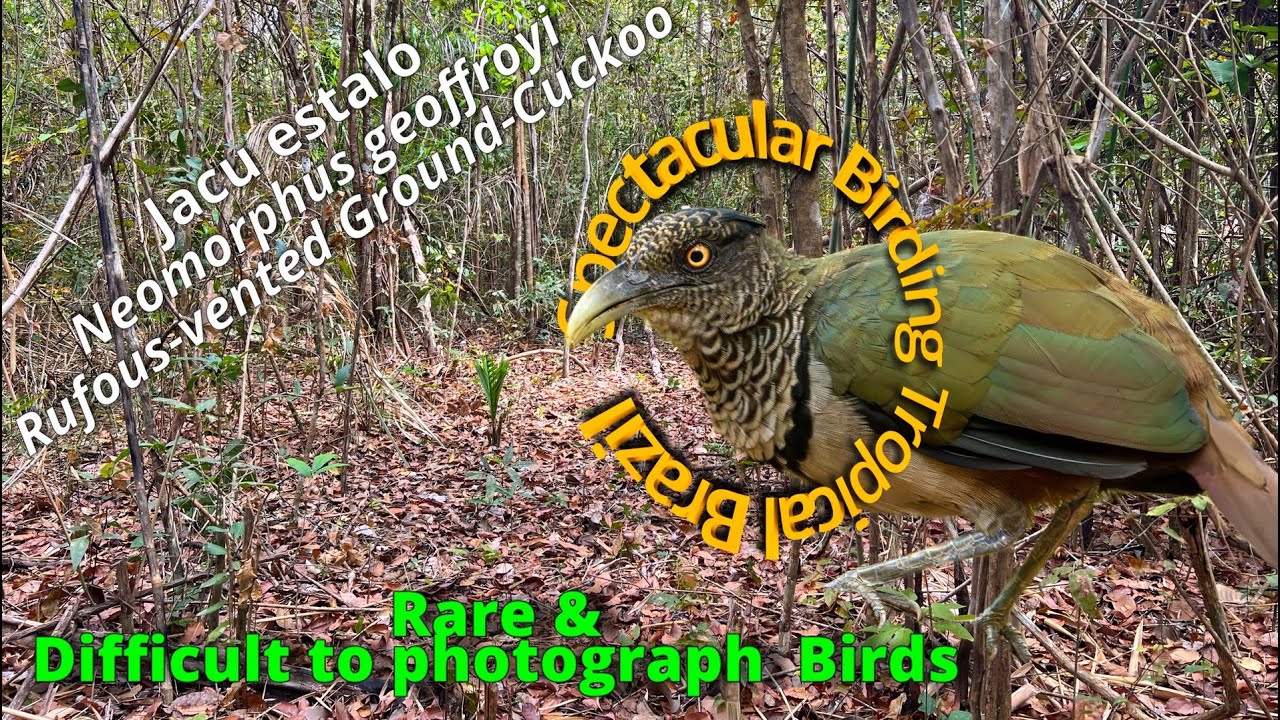 Rare Birds: Chasing the Elusive Maranhão's Rufous-vented Ground-Cuckoo @Spectacular Tropical Brazil