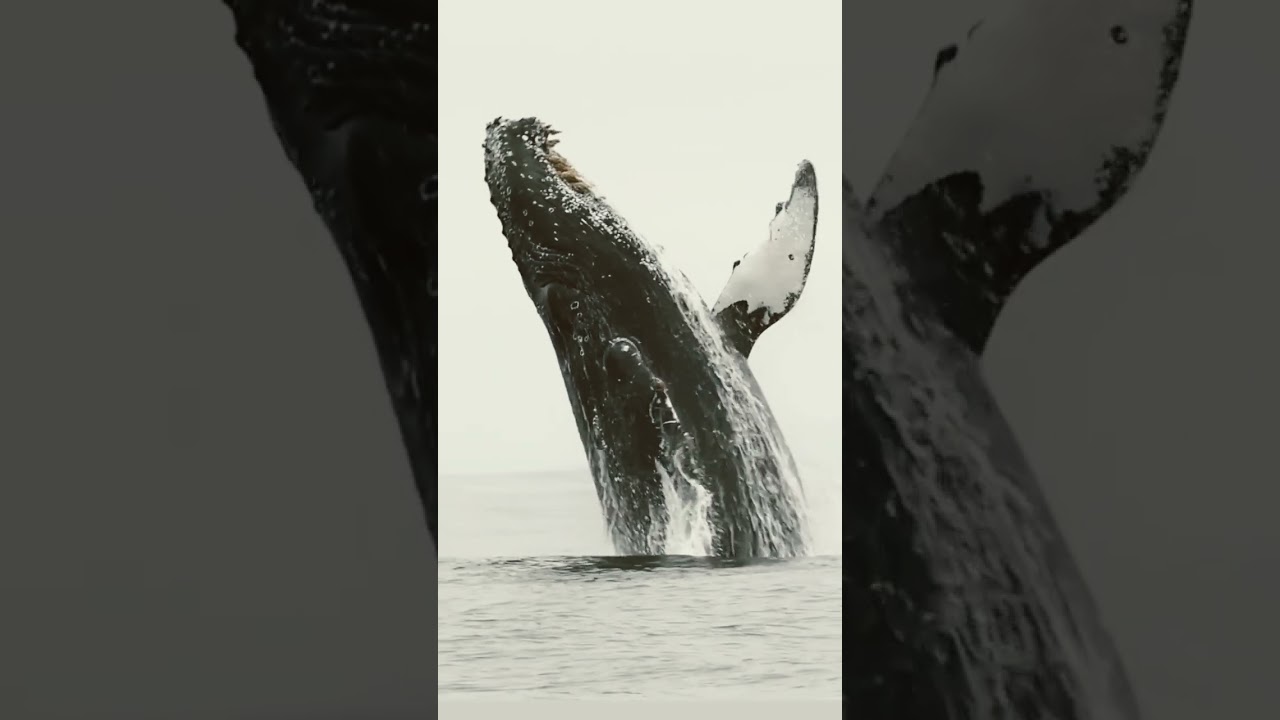 discovery channel...
