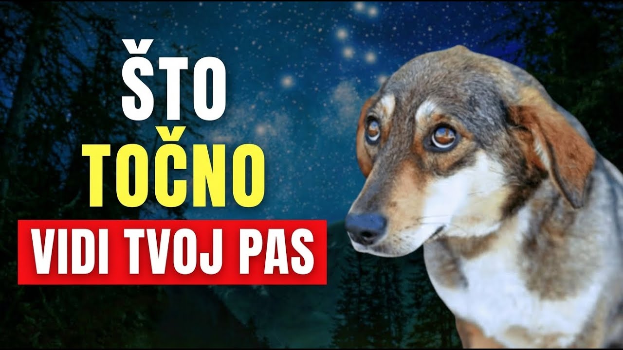 14 STVARI KOJE SAMO PSI MOGU VIDJETI I OSJETITI (KAKO TE ONI STVARNO VIDE)
