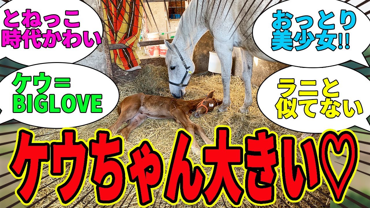 【ケウ好き集まれ】でっかわケウちゃんを赤ちゃんの頃から見てみよう🎀に対するみんなの反応集【競馬の反応集】