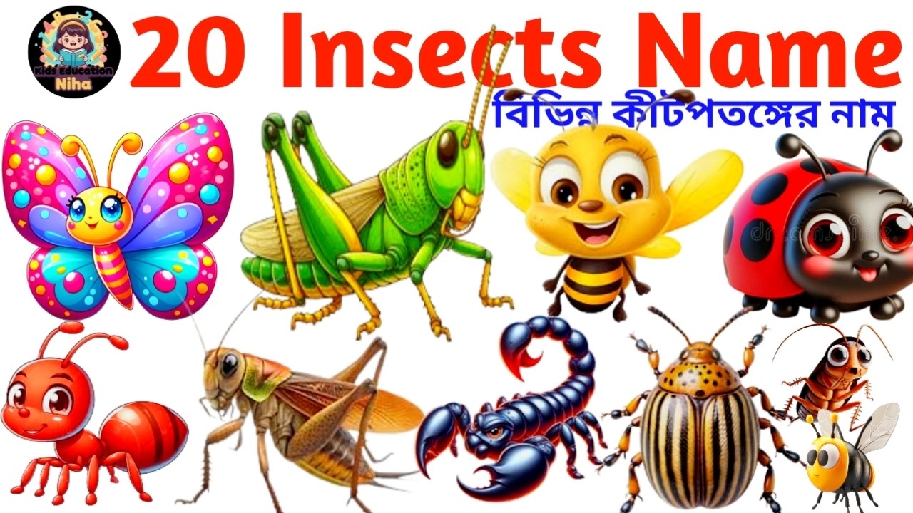 20 Insect Names in English with Pictures | Insects Vocabulary for Kids & Toddlers