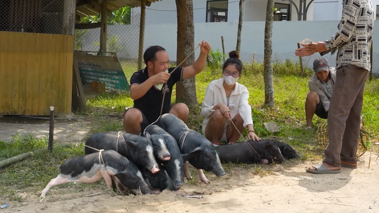 Piglet Sale Chaos - Villagers Rush and Argue to Get Their Hands on Piglets