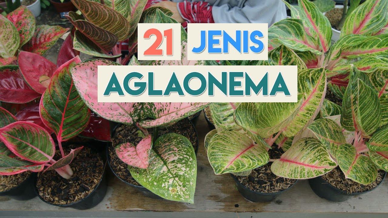 JENIS-JENIS TANAMAN HIAS AGLAONEMA / AGLONEMA