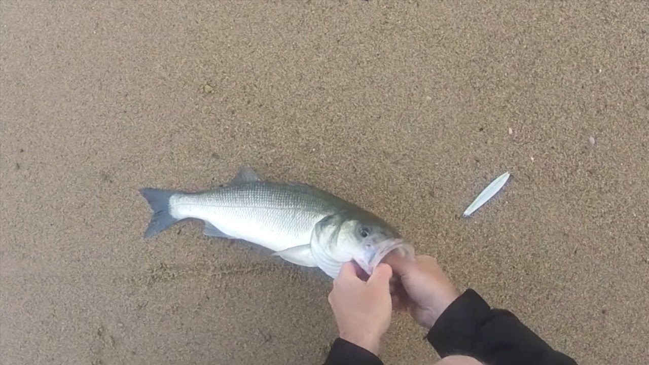 Cornwall Bass Fishing 03 06 23