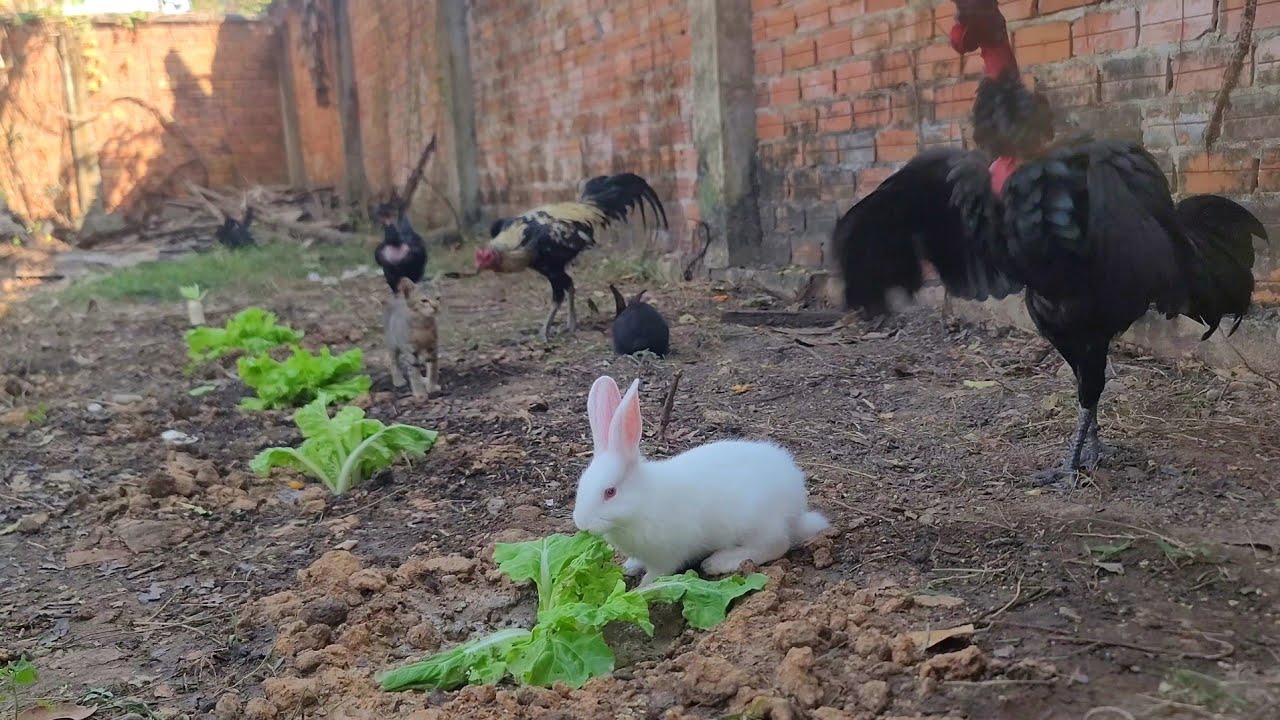 A Happy Evening Together: Feeding, Playing & Sharing Joy | Paw & Hoof Life