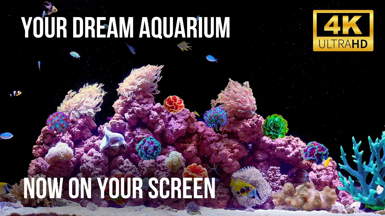 🐠 Уютная 4K Атмосфера Аквариума | Живая Вода и Яркие Морские Обитатели