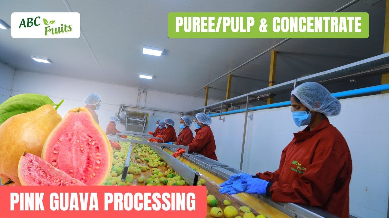 Pink Guava Pulp / Puree and Concentrate Processing - ABC Fruits, India