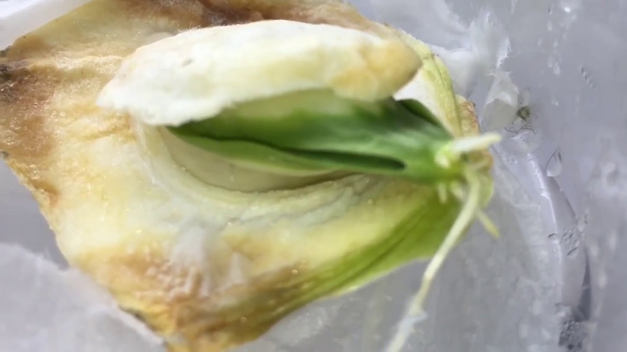 How to sprout a Chayote Squash Seeds