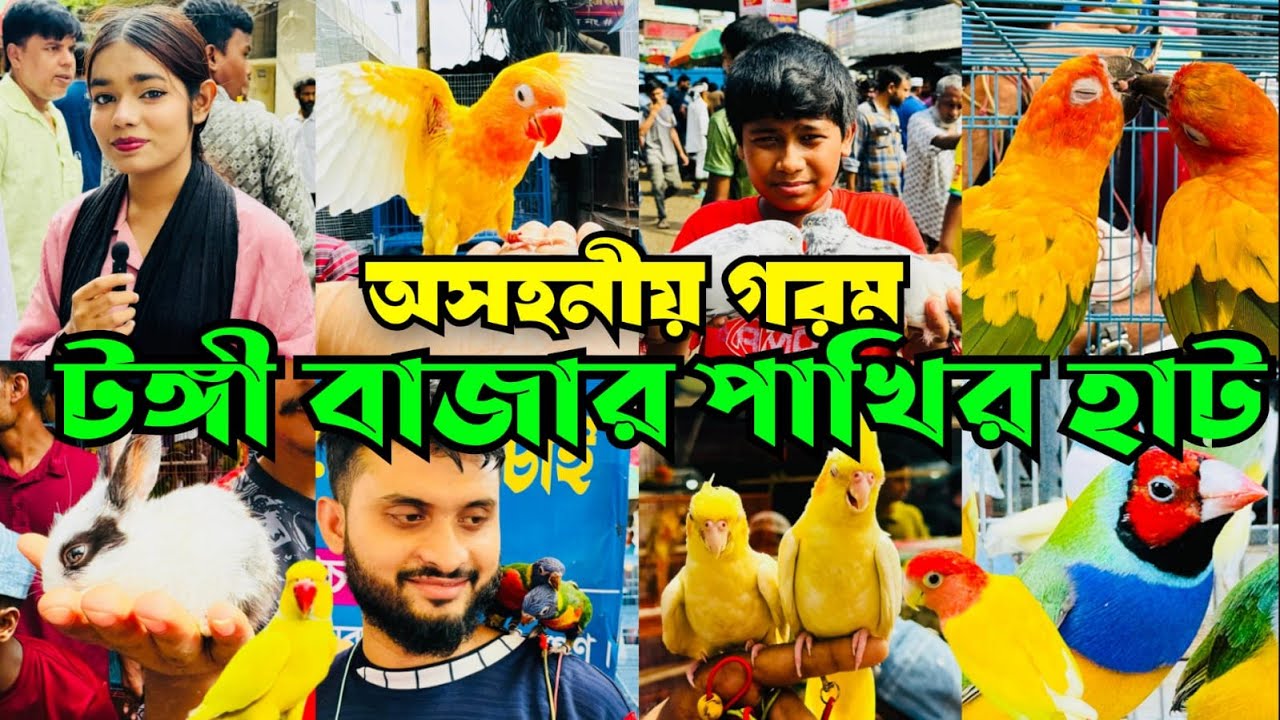 অসহনীয় গরমে টঙ্গী পাখির হাট চরমে | Tongi Bazar Pakhir Hat | Tongi Pakhir Hat #viral