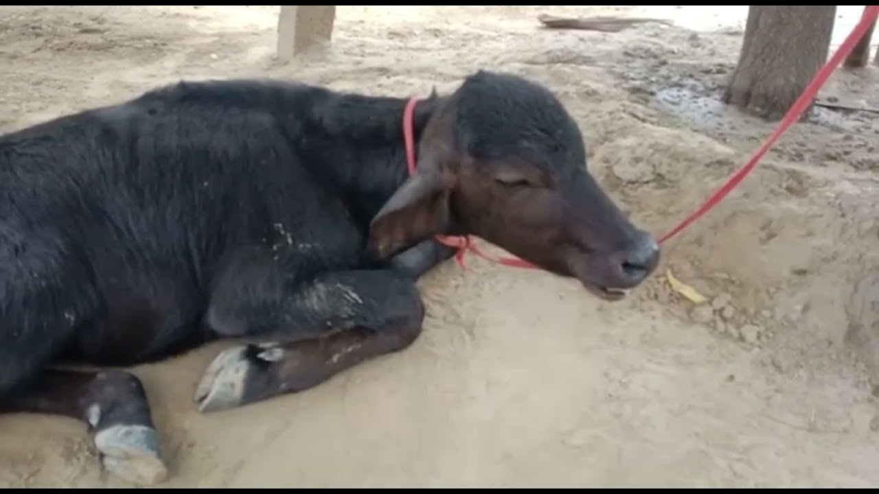 Drenching pneumonia  l pneumonia in cow & buffalo l treatment of drenching pneumonia l dr umar khan