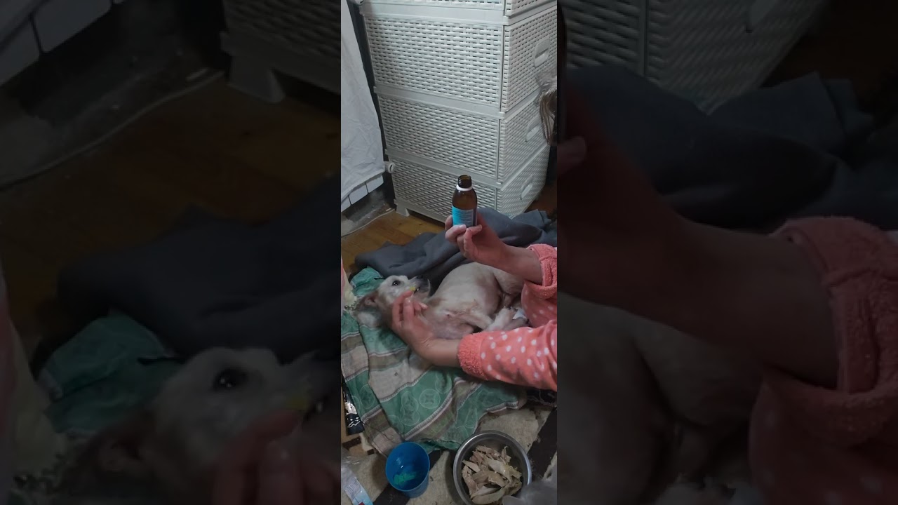 Полное видео Завтрак Снежка