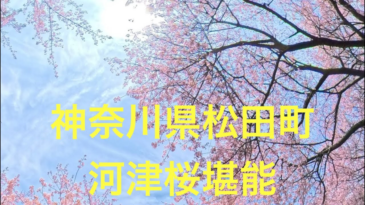 河津桜　神奈川県松田町　桜満開　バイクツーリング
