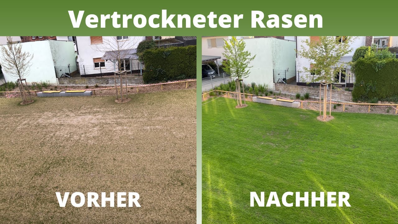 Vertrockneten, verbrannten Rasen retten, erneuern & wieder gr&uuml;n bekommen | Rasen nachs&auml;en