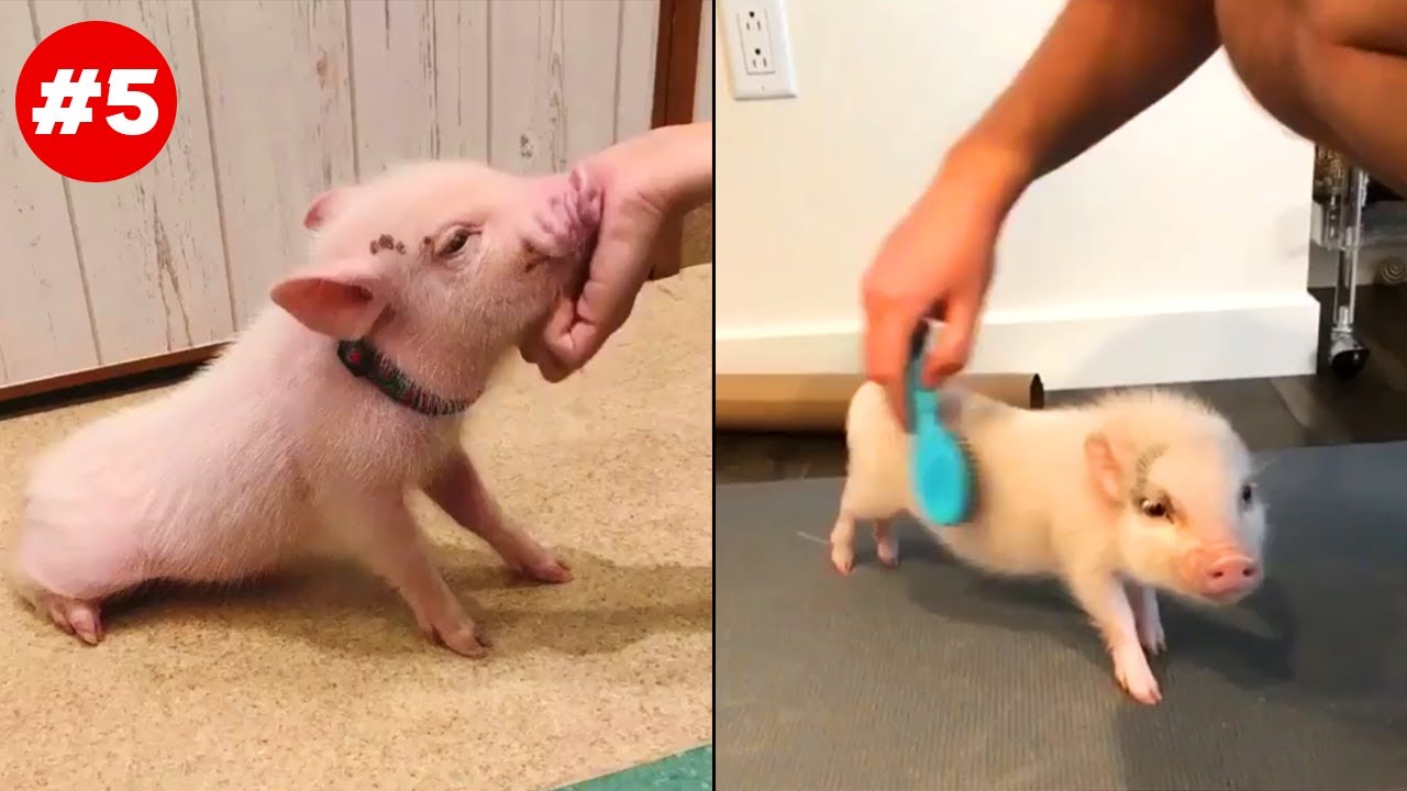 Cute Mini Pig Videos that I Found #5