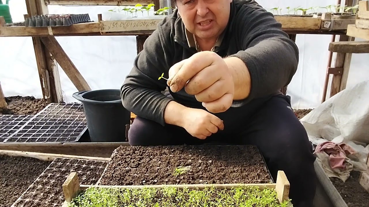 @ЯК ПРАВИЛЬНО ПІКІРУВАТИ СЕЛЕРУ  (СЕЛЬДЕРЕЙ)