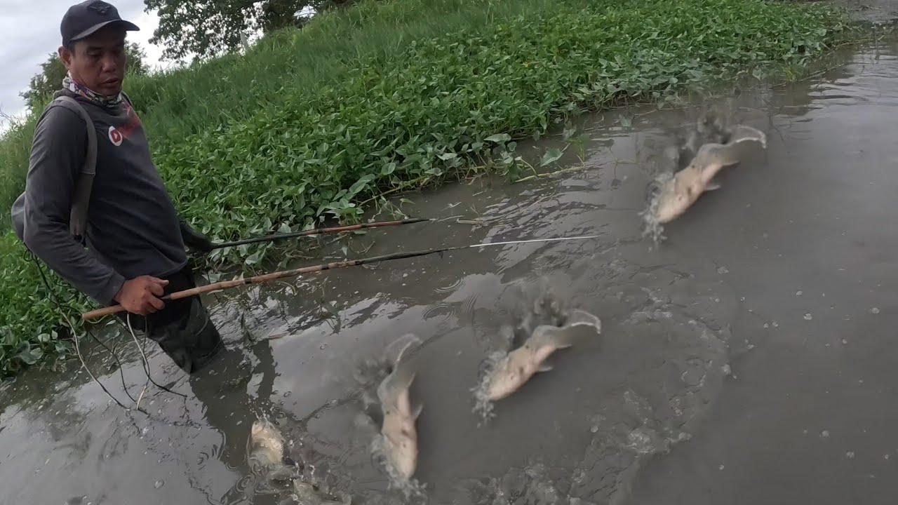 kakagulat mga dalag sa kangkongan natuyuan at nagsilabasan sa putikan?!