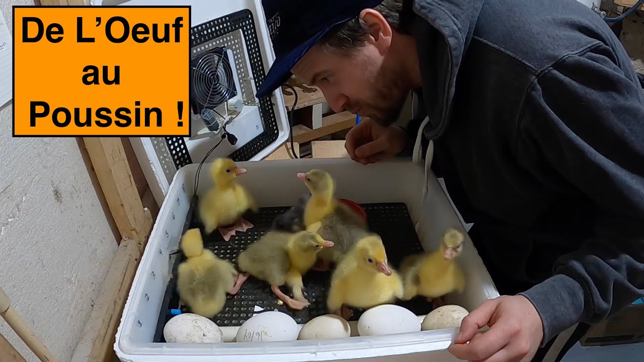 Incubation d'oeufs D'OIES