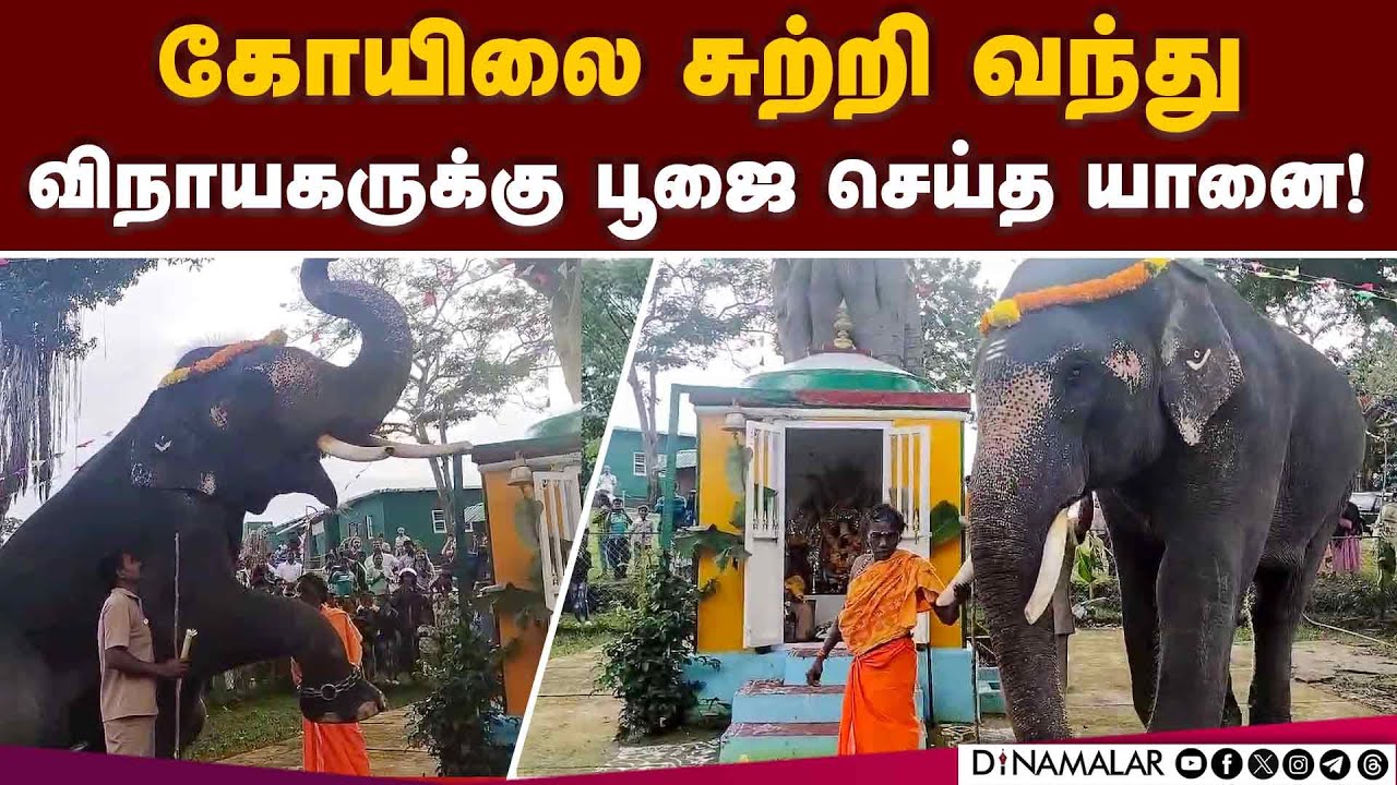 தெப்பக்காடு யானைகள் முகாமில் விநாயகர் சதுர்த்தி கோலாகலம்! Vinayagar Chathurthi | Mudumalai | Theppa