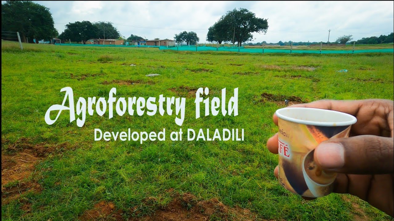 Agroforestry field developed at Daladili Ranchi Jharkhand