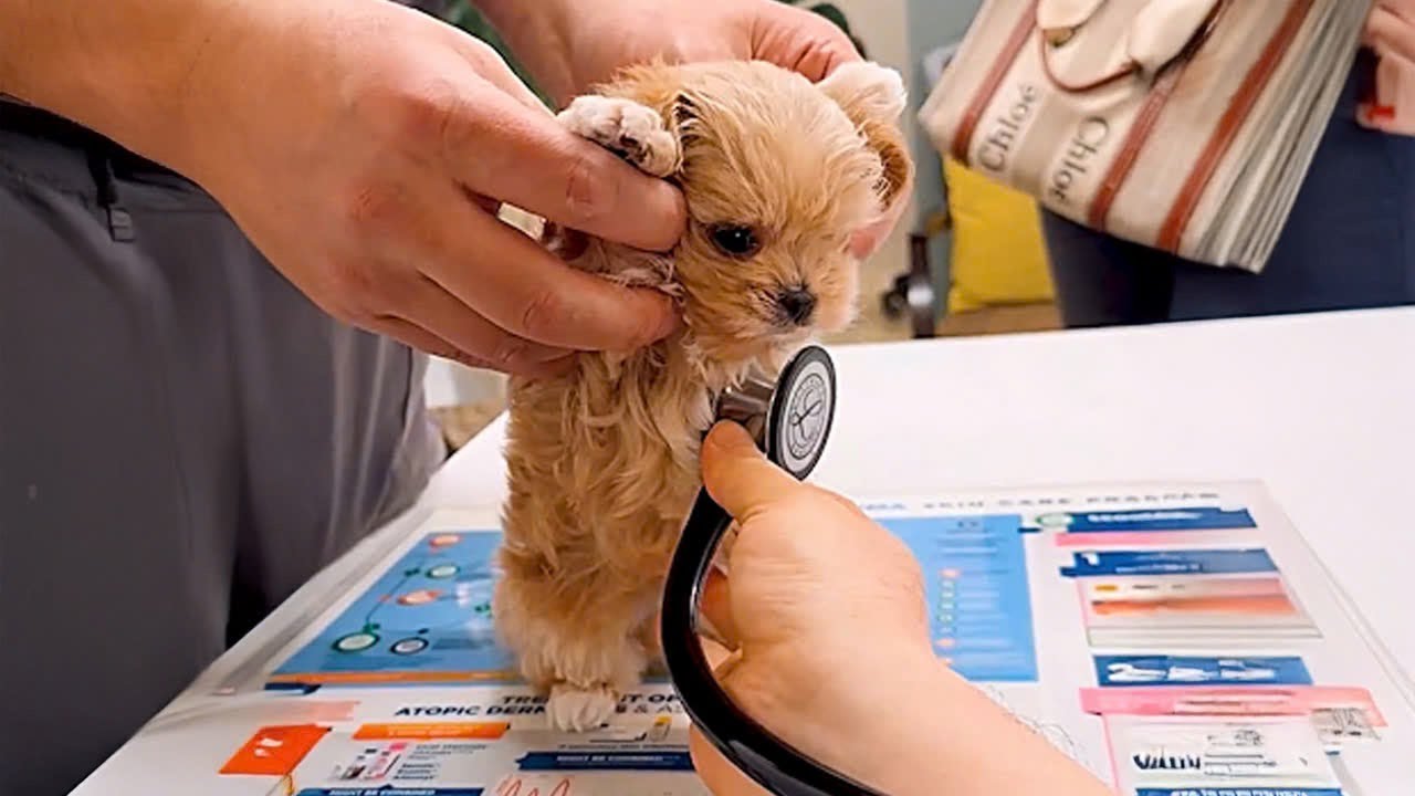 Когда щенки понимают, что они в ветеринарной клинике 😂🐶 Самая смешная реакция щенков