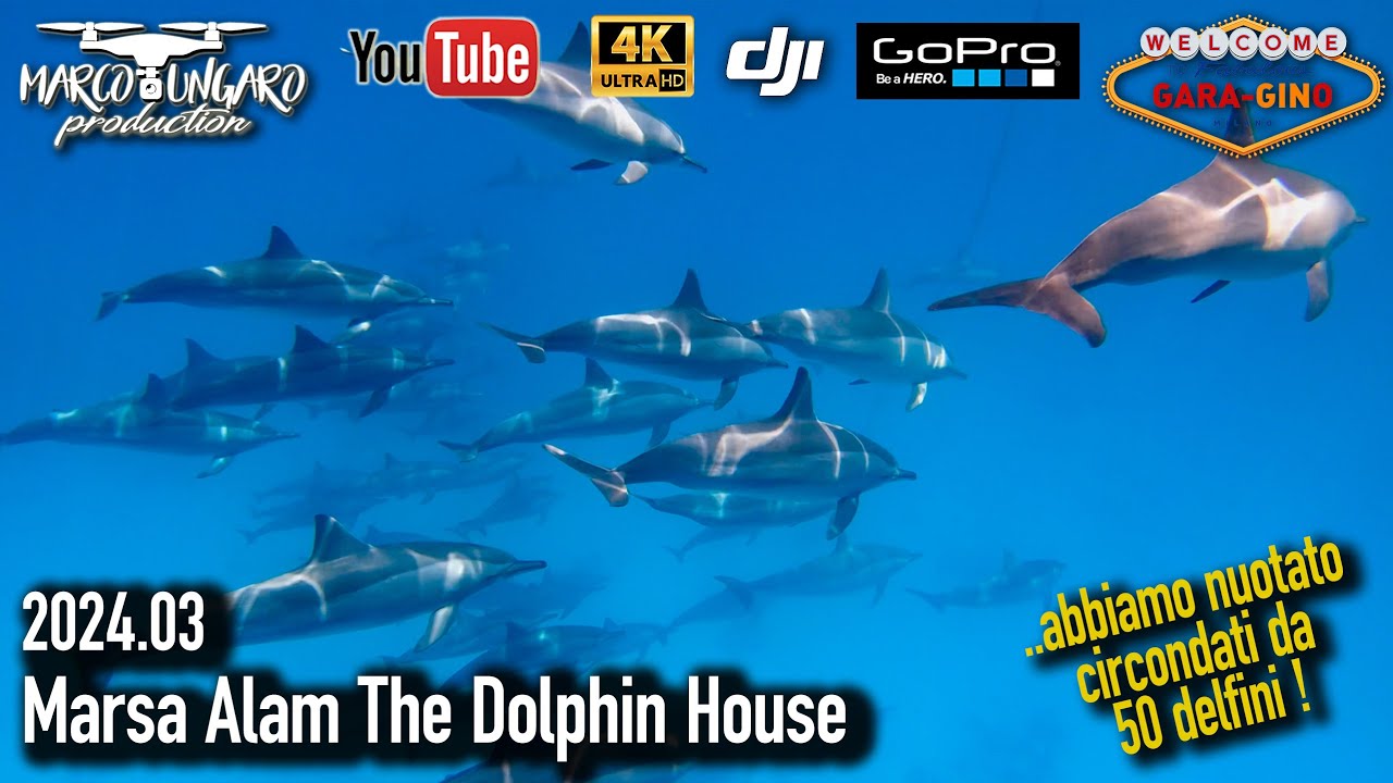 2024 - MARSA ALAM Dolphin House