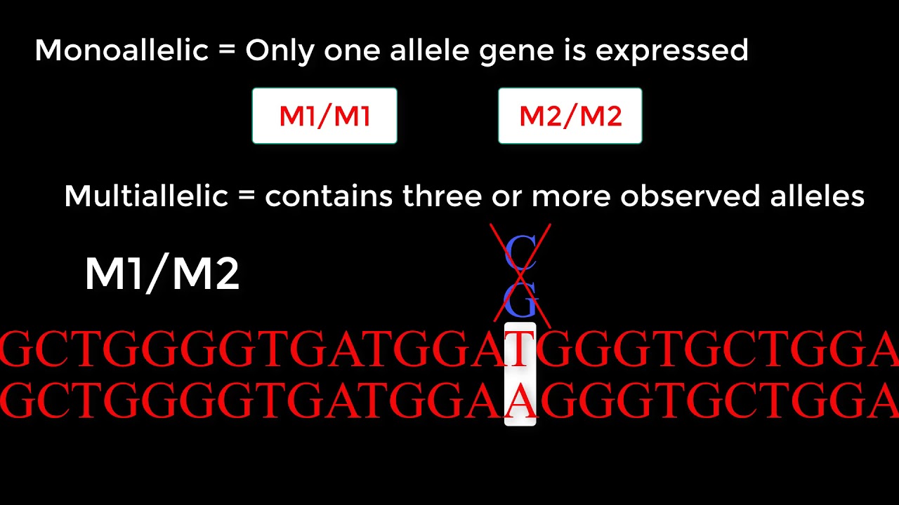 Understanding: Single Nucleotide Polymorphisms & Biallelic Alleles