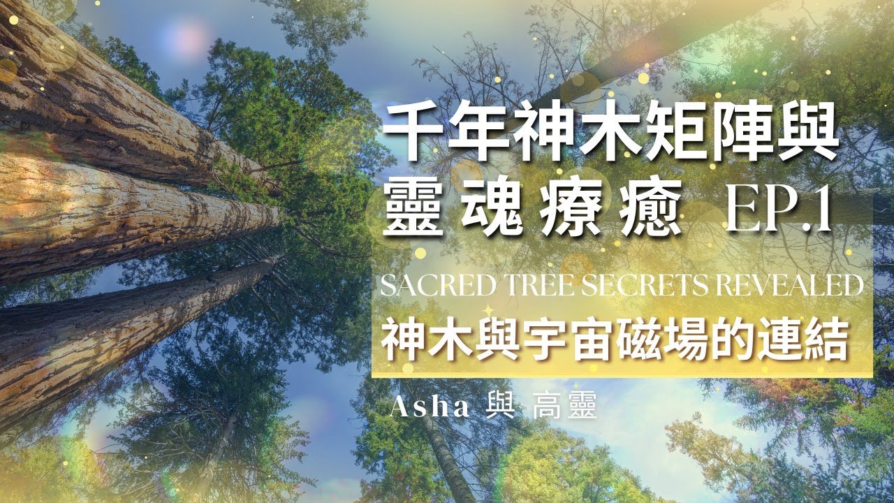 🌲【千年神木的啟示1】Sacred Tree Secrets Revealed 臺灣明池神木群-宇宙矩陣與靈魂療癒About the Matrix, Healing, and the Soul 🌿✨