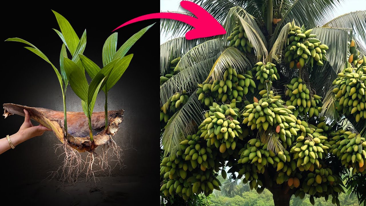 Grafting coconut leaves i got a lot of small coconut trees