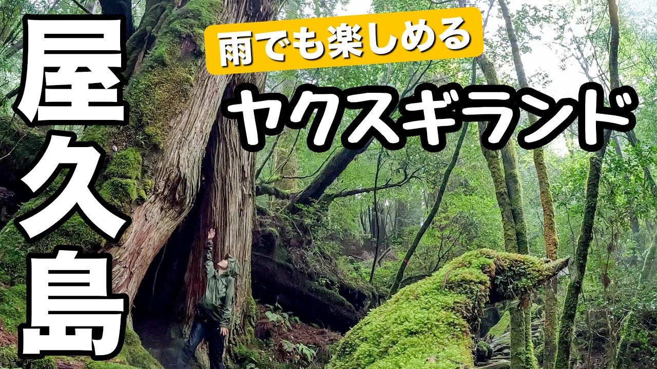 【ナメたらあかん】150分コースは杉の巨木あり・アップダウンありで屋久島らしさを満喫できる！ヤクスギランド
