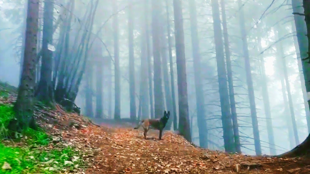 Planinarenje sa Belgijskim ovcarom na vrh Trebevica
