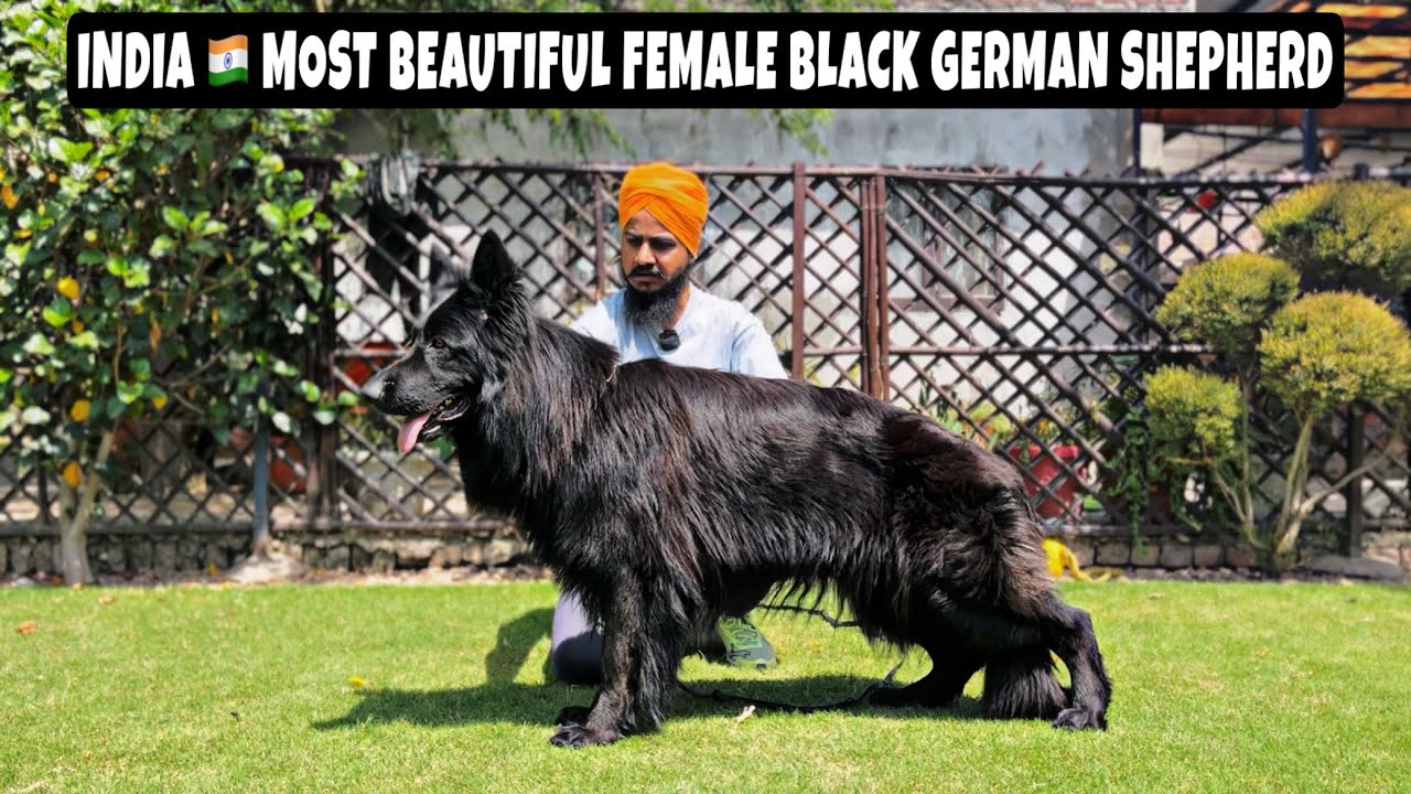 India 🇮🇳 Most Beautiful 🇩🇪Germay Import Female Black German Shepherd