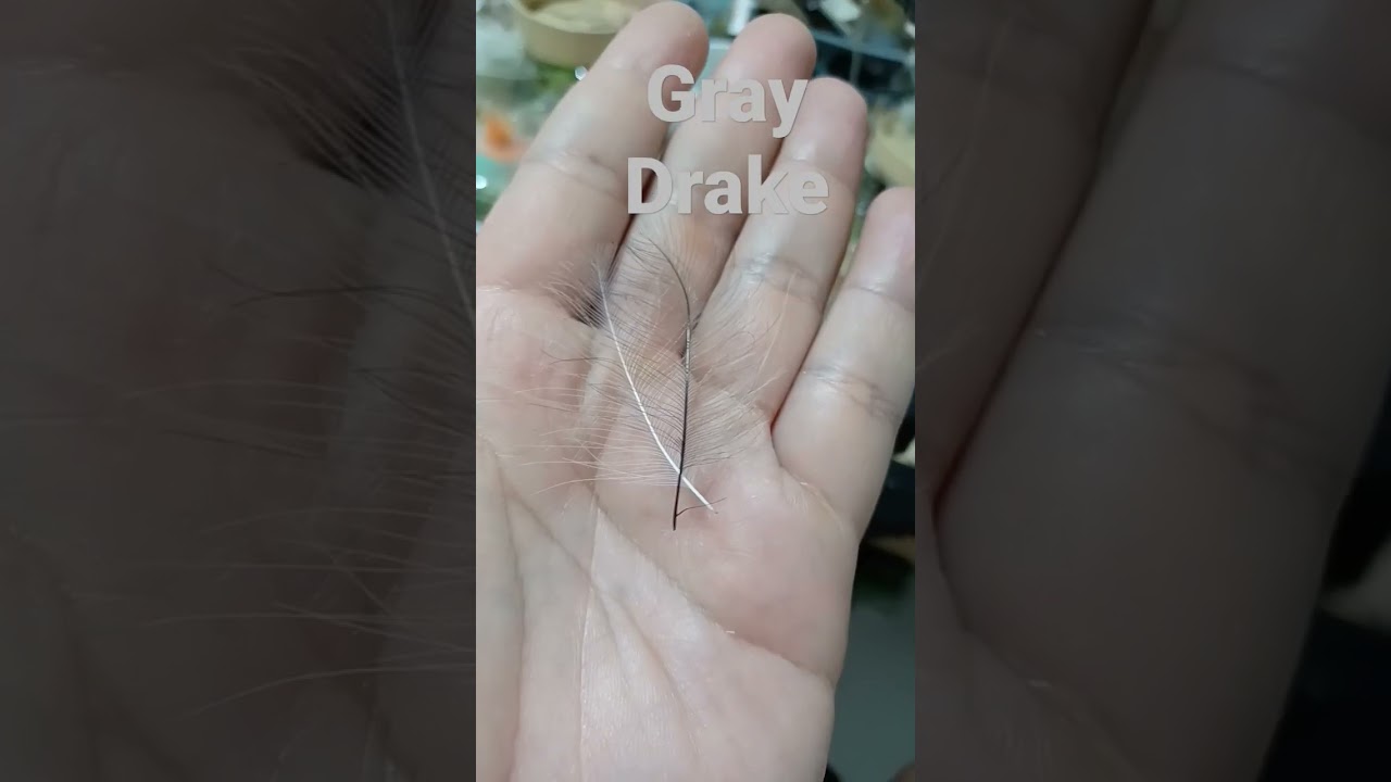 extended body gray drake with moose and mallard 