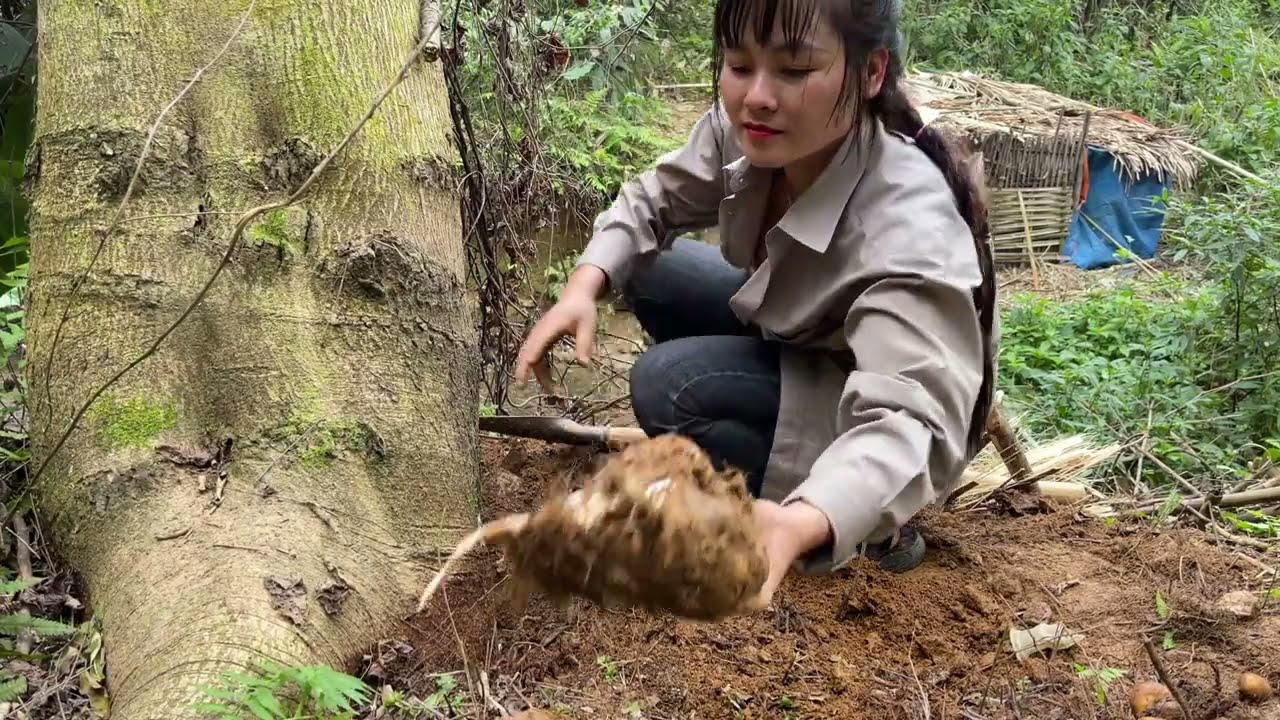Dig wild potatoes goes to market sell - Decorate your house for Tet 2024 - Alone & Off Grid Living