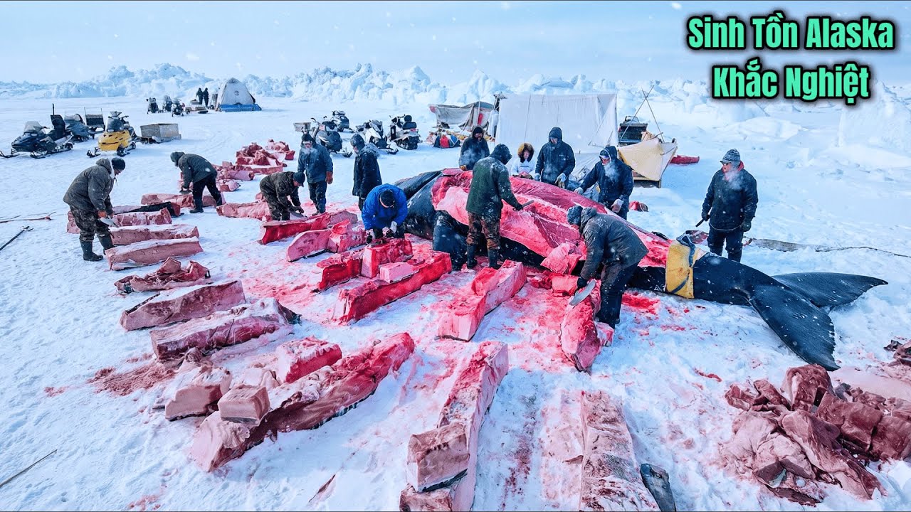 Sinh Tồn ALASKA - Cách Thổ Dân Sinh Tồn Nơi Băng Giá - Săn Tuần Lộc - Cá Voi - Hải Cẩu Hải Mã