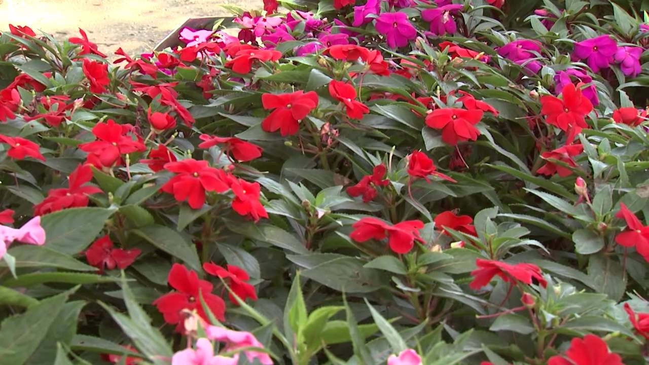 Sunpatiens - Southern Gardening TV - August 28, 2013