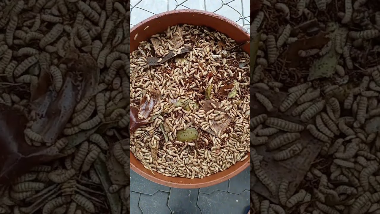 Soldier fly larvae in food waste compost - Daily Dump