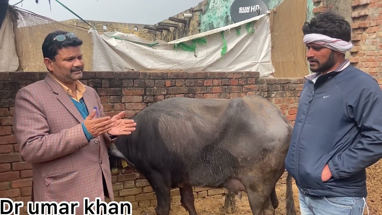 Muscular dystrophy in buffalo l Milk fever l Anorexia l downer cow syndrome l dr umar khan